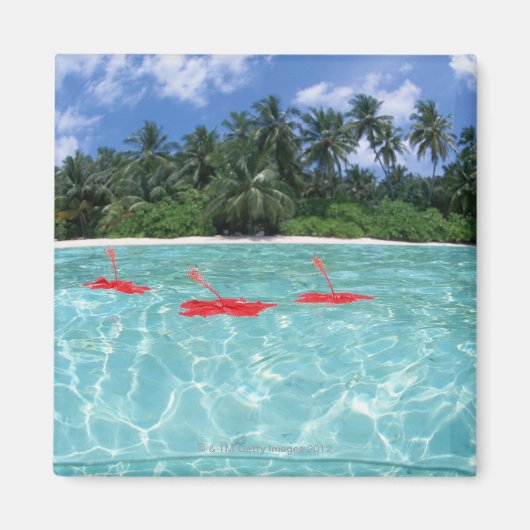Hibiscus drijvend op het zee magneet (Voorkant)
