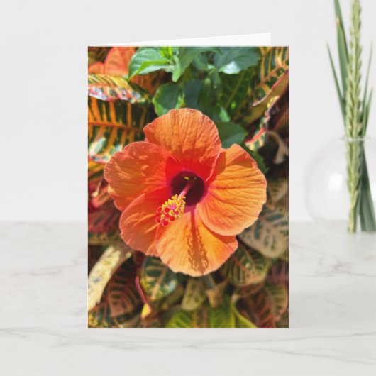 Hibiscus en Croton Kaart (Voorkant)