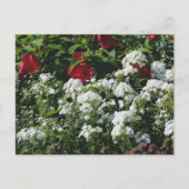 Hibiscus En Phlox Bloementuin Persoonlijk Briefkaart (Voorkant)