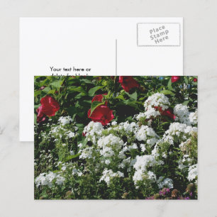 Hibiscus En Phlox Bloementuin Persoonlijk Briefkaart