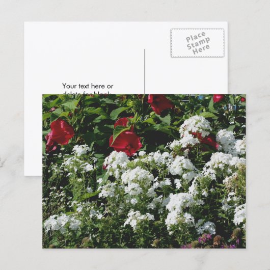 Hibiscus En Phlox Bloementuin Persoonlijk Briefkaart (Voorkant / Achterkant)