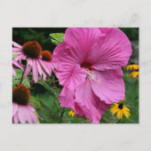 Hibiscus En Vrienden Bloementuin Fotografie Briefkaart (Voorkant)