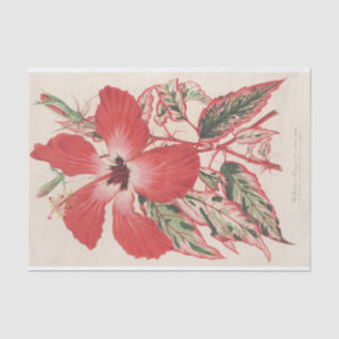 Hibiscus (et mieux Ibiscus) Cooperi van Lemaire Tissuepapier