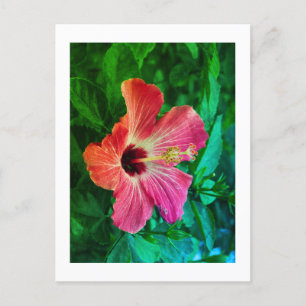 Hibiscus Feestdagenkaart