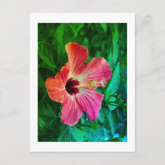 Hibiscus Feestdagenkaart (Voorkant)