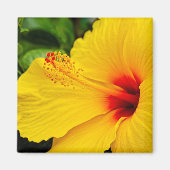 Hibiscus felgeel magneet (Voorkant)