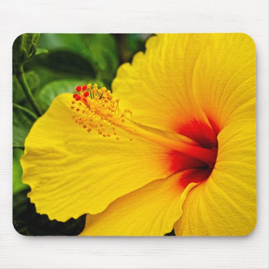 Hibiscus felgeel muismat (Voorkant)