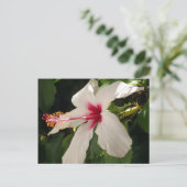 Hibiscus Floral Briefkaart (Staand voorkant)
