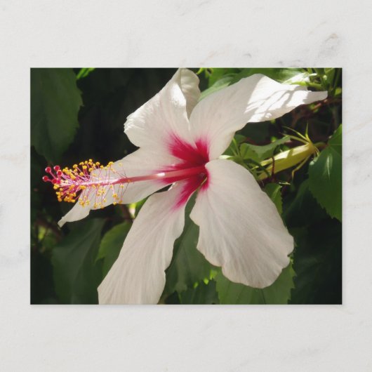 Hibiscus Floral Briefkaart (Voorkant)