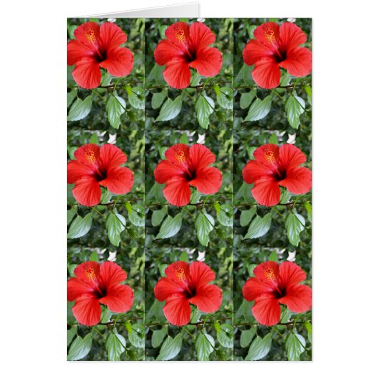 Hibiscus floral card (Voorkant)