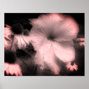 Hibiscus flower Black en White gefineerd Poster