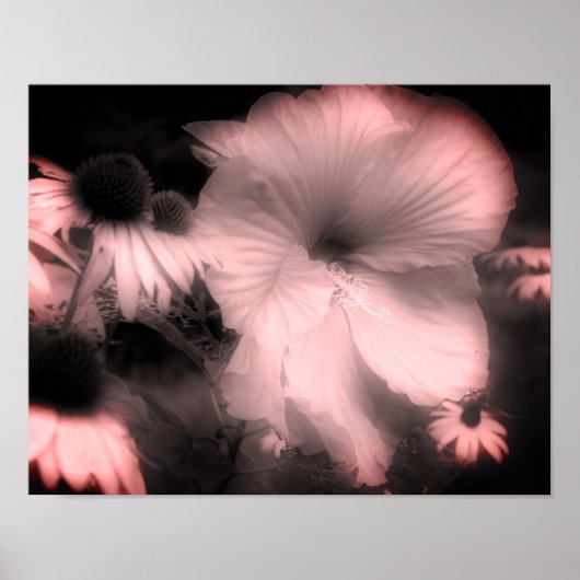 Hibiscus flower Black en White gefineerd Poster (Voorkant)