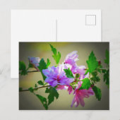 Hibiscus Flower Bloom Briefkaart (Voorkant / Achterkant)