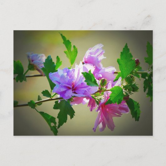 Hibiscus Flower Bloom Briefkaart (Voorkant)