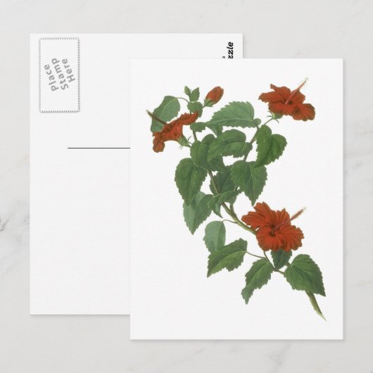 Hibiscus Flower Botanical Drawing Briefkaart (Voorkant / Achterkant)