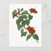 Hibiscus Flower Botanical Drawing Briefkaart (Voorkant)