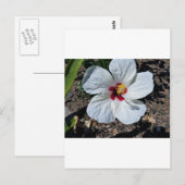 Hibiscus Flower Briefkaart (Voorkant / Achterkant)