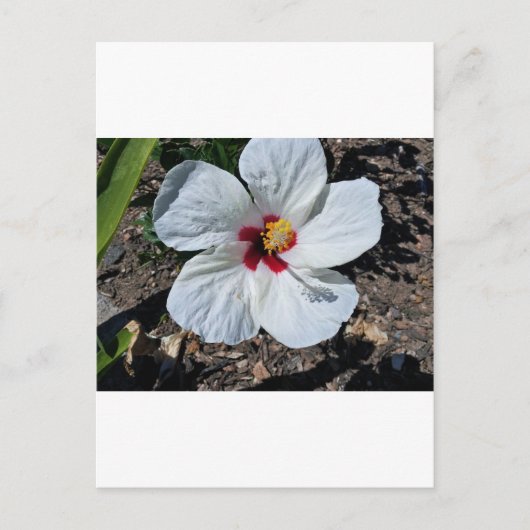 Hibiscus Flower Briefkaart (Voorkant)