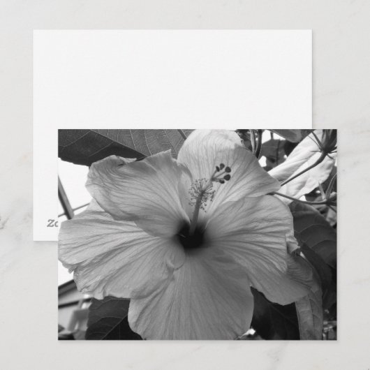 Hibiscus Flower Briefkaart (Voorkant / Achterkant)