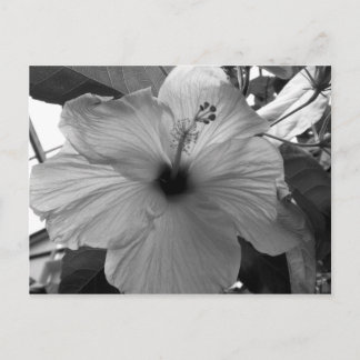 Hibiscus Flower Briefkaart
