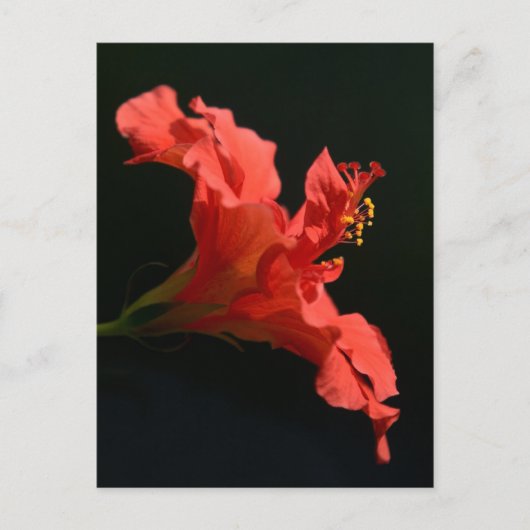 Hibiscus Flower Briefkaart (Voorkant)