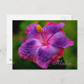 Hibiscus Flower Briefkaart (Voorkant / Achterkant)