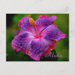 Hibiscus Flower Briefkaart