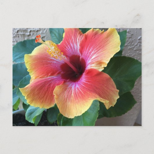 Hibiscus Flower Briefkaart (Voorkant)