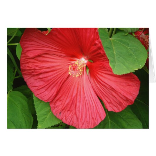 Hibiscus Flower Bright Magenta Floral (Voorkant Horizontaal)