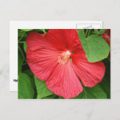 Hibiscus Flower Bright Magenta Floral Briefkaart (Voorkant / Achterkant)