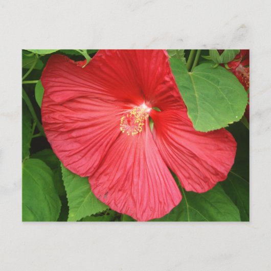 Hibiscus Flower Bright Magenta Floral Briefkaart (Voorkant)