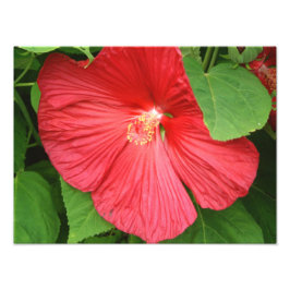 Hibiscus Flower Bright Magenta Floral Foto Afdruk