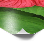 Hibiscus Flower Bright Magenta Floral Foto Afdruk (Hoek)