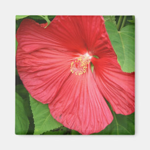 Hibiscus Flower Bright Magenta Floral Magneet