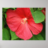 Hibiscus Flower Bright Magenta Floral Poster (Voorkant)