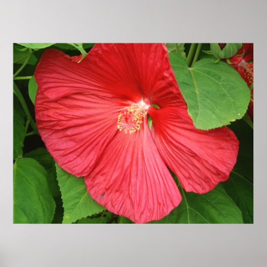 Hibiscus Flower Bright Magenta Floral Poster (Voorkant)