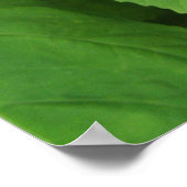 Hibiscus Flower Bright Magenta Floral Poster (Hoek)