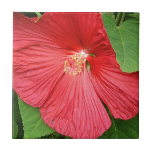 Hibiscus Flower Bright Magenta Floral Tegeltje (Voorkant)