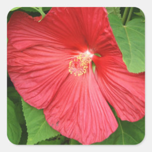 Hibiscus Flower Bright Magenta Floral Vierkante Sticker