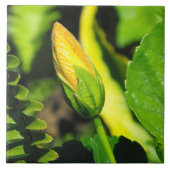 Hibiscus Flower Bud Tegeltje (Voorkant)