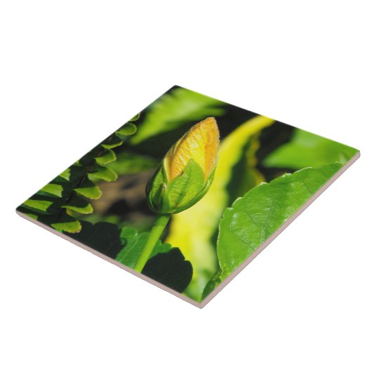Hibiscus Flower Bud Tegeltje (Zijkant)