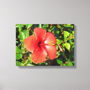 Hibiscus flower canvas afdruk