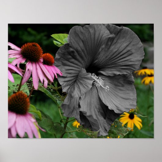 Hibiscus Flower Partial Color Poster (Voorkant)
