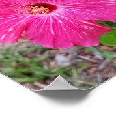 Hibiscus Flower, Photography, Fuchsia Hibiscus NYC Poster (Hoek)