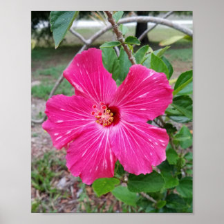Hibiscus Flower, Photography, Fuchsia Hibiscus NYC Poster