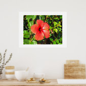 Hibiscus flower poster (Keuken)