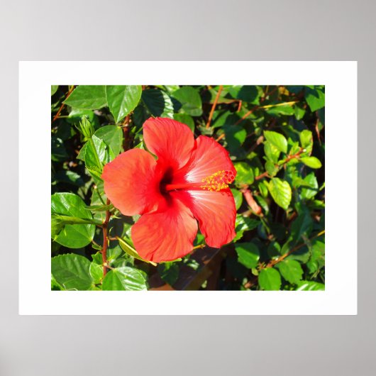 Hibiscus flower poster (Voorkant)