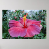 Hibiscus Flower Poster (Voorkant)