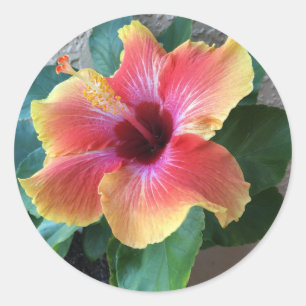 Hibiscus Flower Ronde Sticker