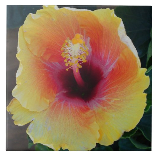 Hibiscus Flower Tegel Tegeltje (Voorkant)